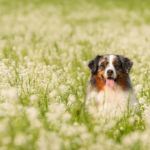 CORSO PER CANI DA RICERCA TARTUFI