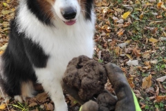 cani ricerca tartufi