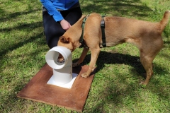 nosework