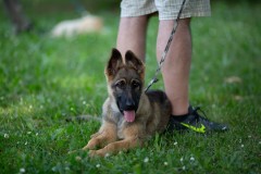 puppy-3