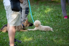 puppy-4