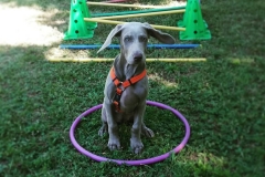puppy-5