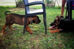puppy-6