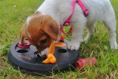 puppy-7