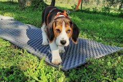 puppy-9