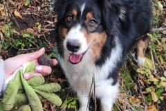truffle-detection