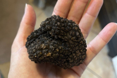 tartufo-nero-2