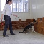 Detection Dog Sportiva