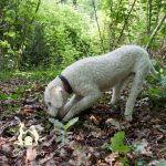 Addestramento cani da ricerca tartufi