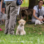 Puppy class – Corsi per cuccioli da 2 a 5 mesi Puppy class – Corsi per cuccioli da 2 a 5 mesi