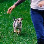 Il tuo nuovo cucciolo: scegli con consapevolezza e costruisci una relazione serena!!