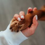 DOG SITTER PROFESSIONAL (DSP)
